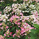 image de Hydrangea paniculata