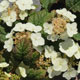 image de Hydrangea quercifolia