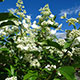 image de Hydrangea paniculata