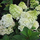 image de Hydrangea paniculata