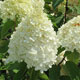 image de Hydrangea paniculata