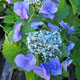 image de Hydrangea macrophylla