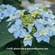 image de Hydrangea serrata