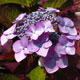 image de Hydrangea macrophylla