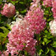 image de Hydrangea paniculata