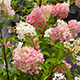 image de Hydrangea paniculata