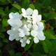 image de Hydrangea paniculata