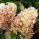 image de Hydrangea paniculata