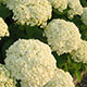 image de Hydrangea arborescens