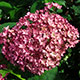 image de Hydrangea arborescens