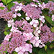 image de Hydrangea serrata