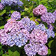 image de Hydrangea macrophylla