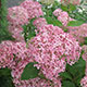 image de Hydrangea arborescens