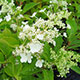 image de Hydrangea paniculata