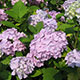 image de Hydrangea macrophylla