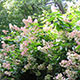 image de Hydrangea paniculata