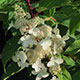 image de Hydrangea paniculata