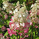 image de Hydrangea paniculata