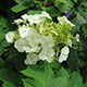 image de Hydrangea quercifolia