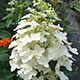 image de Hydrangea paniculata