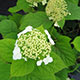 image de Hydrangea arborescens