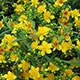 image de Hypericum kalmianum