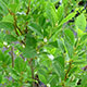 image de Ilex verticillata