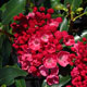 image de Kalmia latifolia