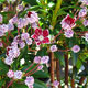 image de Kalmia latifolia