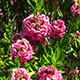 image de Kalmia angustifolia