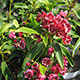 image de Kalmia latifolia