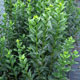 image de Ligustrum vulgare