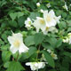 image de Philadelphus lewisii