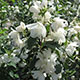 image de Philadelphus