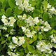 image de Philadelphus coronarius