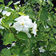 image de Philadelphus