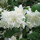 image de Philadelphus