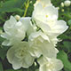 image de Philadelphus