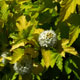 image de Physocarpus opulifolius