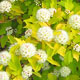 image de Physocarpus opulifolius