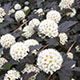 image de Physocarpus opulifolius