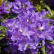 image de Rhododendron