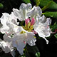 image de Rhododendron