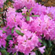 image de Rhododendron