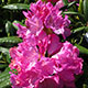 image de Rhododendron