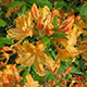 image de Rhododendron