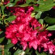 image de Rhododendron