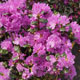 image de Rhododendron