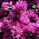 image de Rhododendron