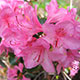 image de Rhododendron